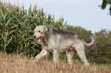 IRISH WOLFHOUND 154
